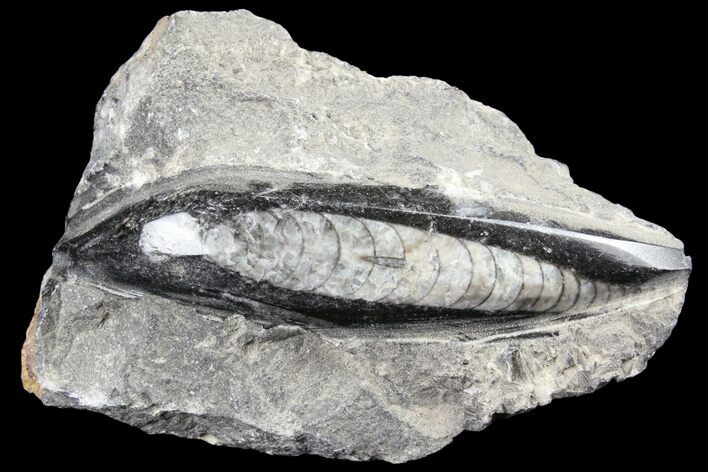 Polished Orthoceras (Cephalopod) Fossils - Morocco #84066